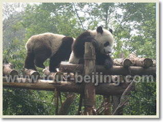 Chengdu Chongqing Yangtze River 8 Day Tour with Bullet Train Experience
